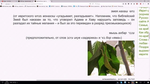 242. Происхождение названий пресмыкающихся в иврите смотреть онлайн