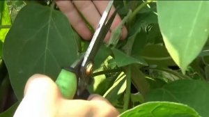 Как формировать баклажаны