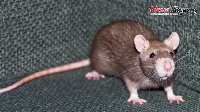 Чем Опасна Крыса и как с Ней Бороться? смотреть онлайн