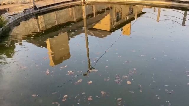 Как собрать листья в пруду если нет скиммера | ПРУД ПРУДИ смотреть онлайн