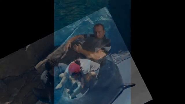 Batumi Dolphinarium, ბათუმის დელფინარიუმი, Батумский Дельфинарий смотреть онлайн