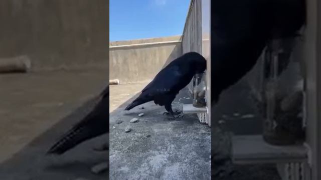 Умный ворон смотреть онлайн