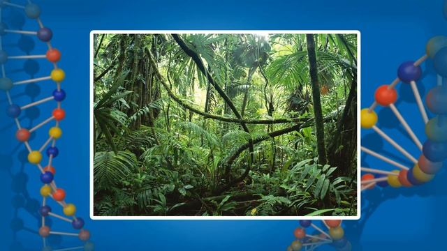 Приспособленность организмов к влиянию факторов среды. Видеоурок по биологии 9 класс смотреть онлайн