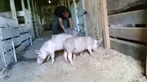 БМВК, БМВД добавка для кормления свиней - результат лучший из всех! Поросята растут как на дрожжах!