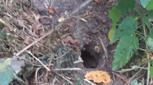 Земляные осы. Небольшой обзор.