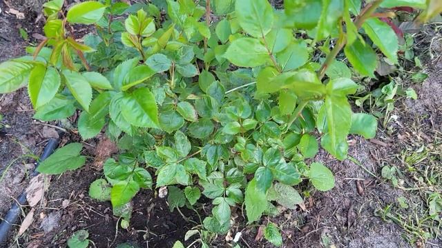 29 мая. Дача .Розы??Не могу больше? смотреть онлайн