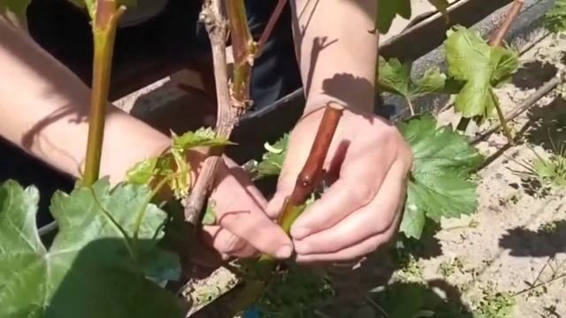 Прививка винограда черное в зеленое. Виноградный дворик смотреть онлайн