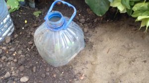 Клематисы.  Черенкование клематисов весной