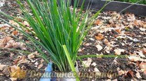 Лук порей - высаживаю рассаду! Чем подкормить для большого урожая!