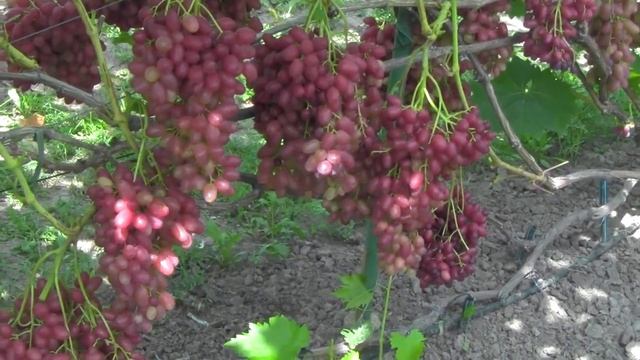 @Виноград Велес кишмиш Крупный виноград, мускат шикарный смотреть онлайн