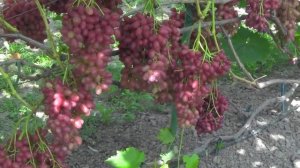 @Виноград Велес кишмиш  Крупный виноград, мускат шикарный