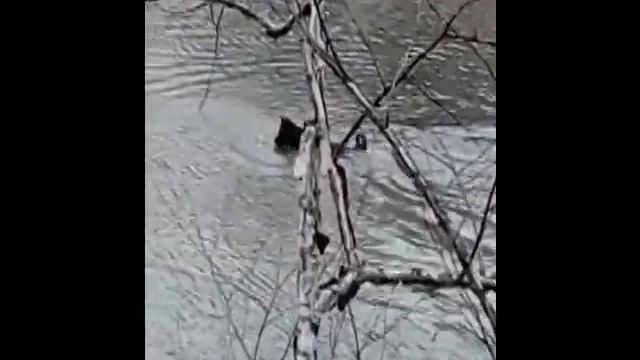 Как поймать дикого селезня с помощью собаки и палки. смотреть онлайн