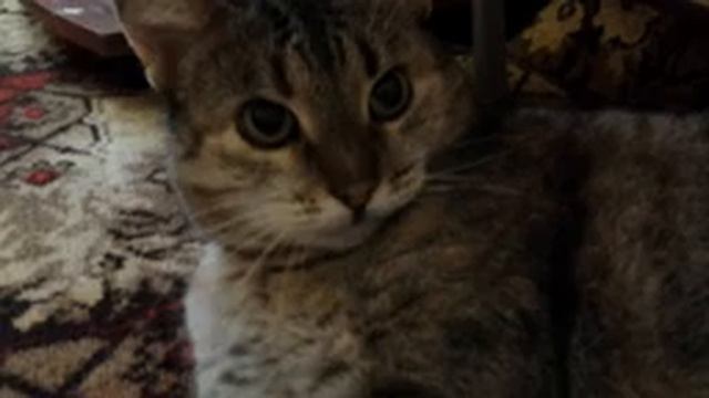 Домашня Лесная Камышовая кошка ФЕНЯ. ?️?Родственница кота Василия! смотреть онлайн