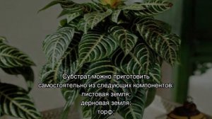 Афеландра — уход в домашних условиях