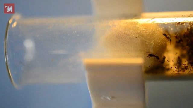 Муравьи понера. Посылка. Распаковка. Пересадка. смотреть онлайн