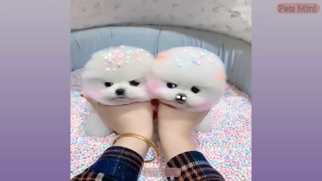 Funny and Cute Dog Pomeranian 😍🐶| Funny Puppy Videos #71 смотреть онлайн