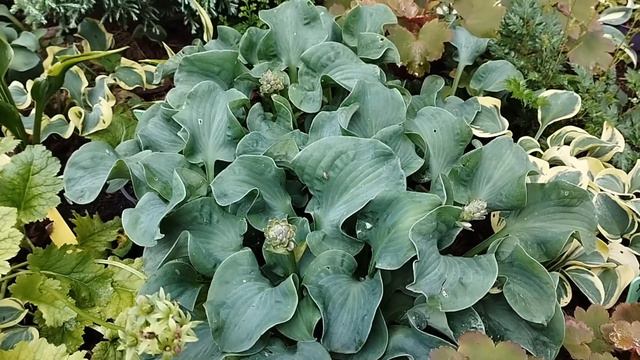 Хоста Ruffled Mouse Ears смотреть онлайн