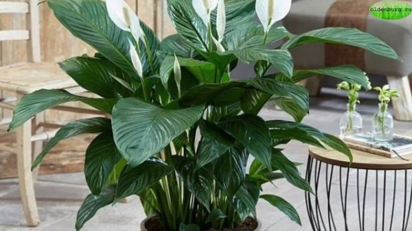 ? ПОЧЕМУ СПАТИФИЛЛУМ ЦВЕТЁТ ЗЕЛЁНЫМИ ЦВЕТАМИ ? #спатифиллум ?#spatifillum_plants ? #oldenburgru#246