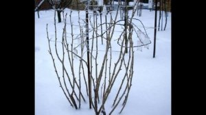 Обработка смородины весной кипятком