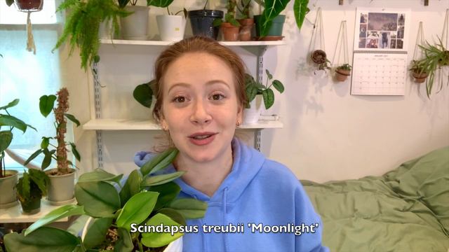 Wishlist Plant Haul | All the plants i bought in january! смотреть онлайн