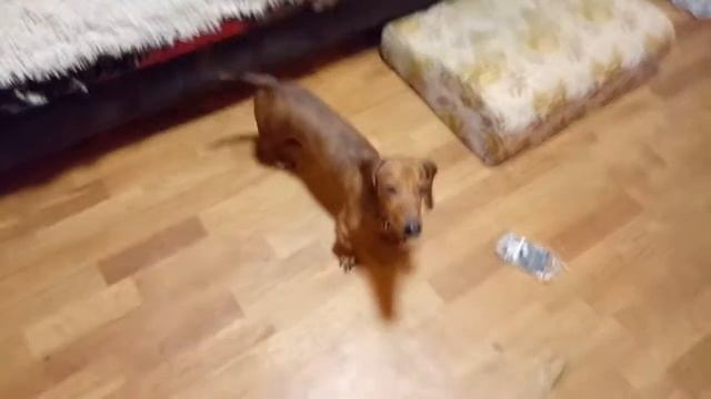 Радар, печеньки и любимая игрушка. Карликовая такса смотреть онлайн