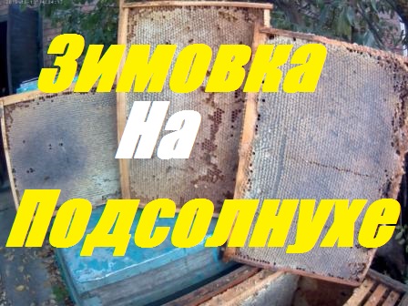 Зимовка пчелосемей на полномёдных сотах - 100% гарантия зимовки и бурного весеннего развития смотреть онлайн