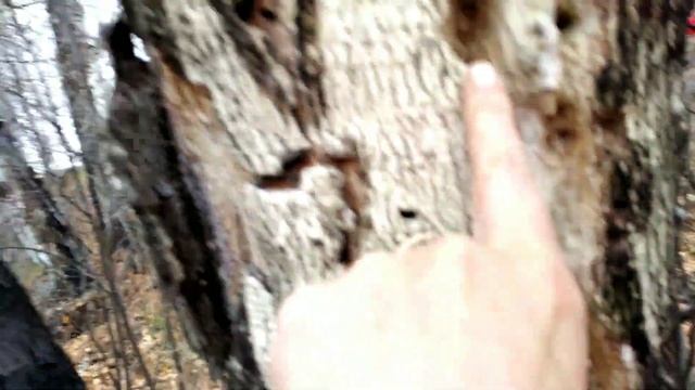 А не прогуляться ли нам за калиной! смотреть онлайн