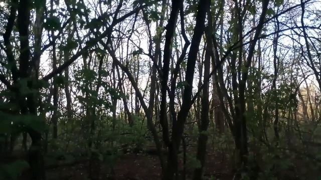 СТАВИМ ЛОВУШКИ НА ПЧЕЛ ОТКРЫВАЮ СЕЗОН 2020г. смотреть онлайн