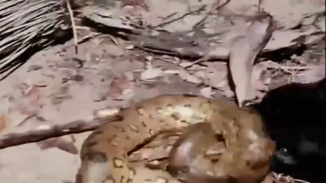 Giant Anaconda Vs Lion - Who Would Win? смотреть онлайн
