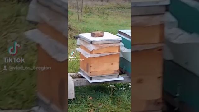 Ловушки для ос смотреть онлайн