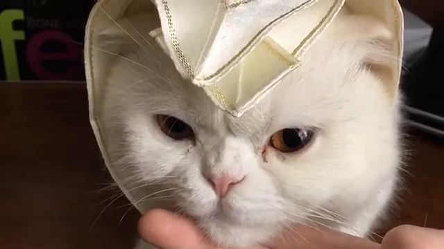 Приводим в порядок моего Кота ;) #1 смотреть онлайн