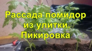Рассада помидор из улитки. Пикировка