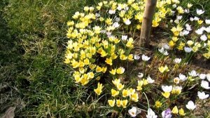 КРОКУСЫ. Цветение крокусов.