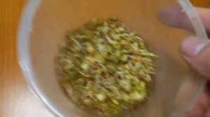 Проращивание чечевицы, микрозелень в домашних условиях