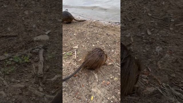Нутрии ??? #нутрия #прага #животные #милыеживотные #забавныеживотные смотреть онлайн