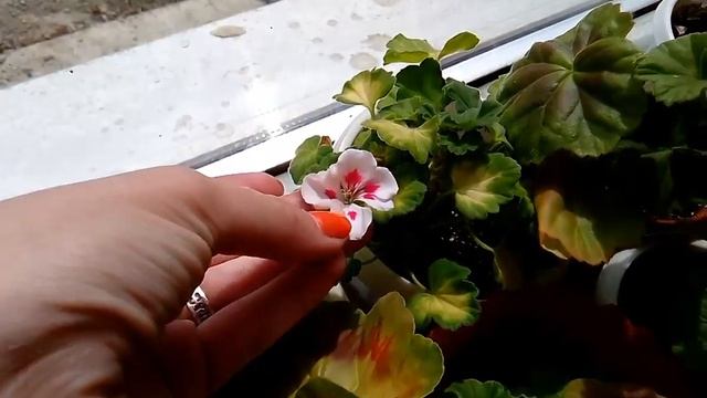 Мой цветущий подоконник! Цветы мое хобби смотреть онлайн
