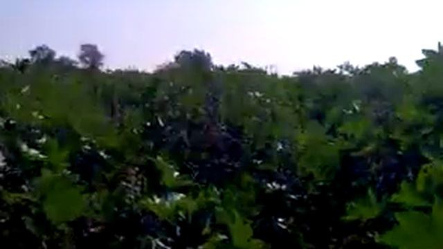 Qik - Farm By Renjith Coorg