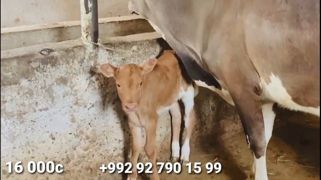 Ҳаш сар Говиҳои Гусоладор Бо доставкаш дар Душанбе 12 июня 2022 смотреть онлайн