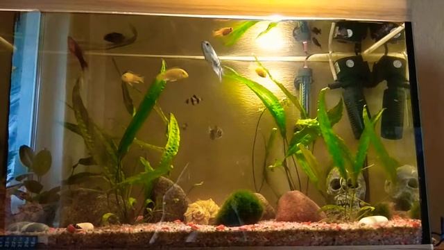 Цихлиды и красавец Гурами смотреть онлайн