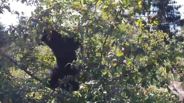 Медведи, на Охоте смотреть онлайн