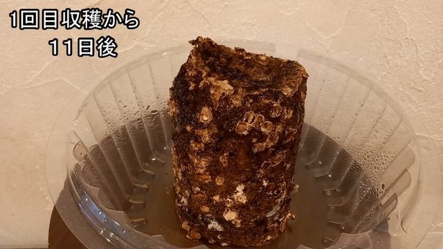 室内で【しいたけ】を育ててみた(椎茸 栽培)②｜Grow shiitake mushrooms indoors смотреть онлайн