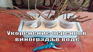 Укоренение черенков винограда на воде | Черенки винограда