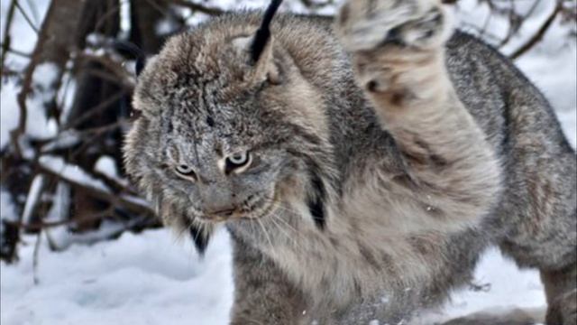 Случай в карауле. Зачем мне нож?.mp4 смотреть онлайн