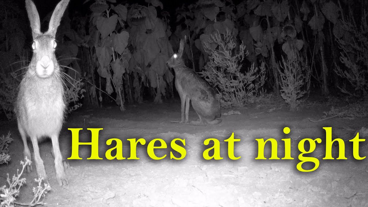 Зайцы ночью, Лето Осень 2021 / Hares at night смотреть онлайн