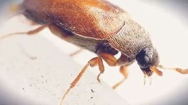 Кожееды,как выглядит жук-кожеед?|СЭС Компания БИОТРИКС смотреть онлайн