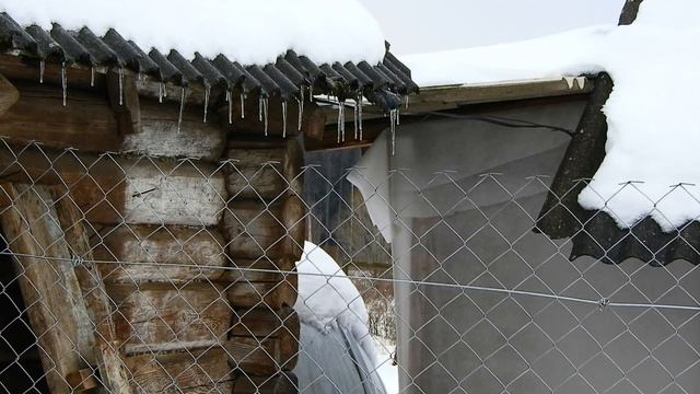 Большая синица. Суровая зима. Подкормка птиц. смотреть онлайн