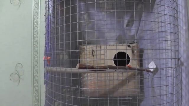 38 Разведение попугаев Две пары 21.05.17 Третий птенец Смогу ли выкормить смотреть онлайн