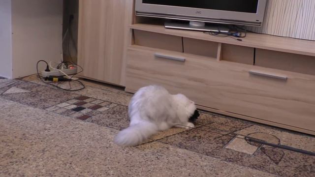 Котик Элвис играет с дразнилкой смотреть онлайн