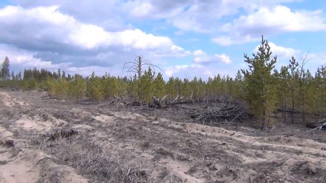 Захламление лесного Сростинского участока при посадке молодняка сосны смотреть онлайн