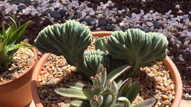 Cristata Myrtillocactus and other Crested Cacti смотреть онлайн